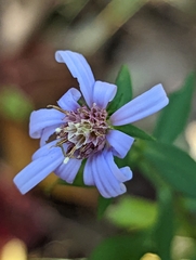 Symphyotrichum retroflexum