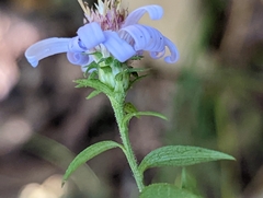 Symphyotrichum retroflexum