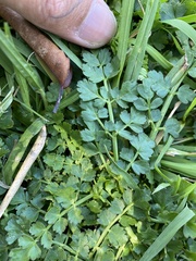 Oenanthe pimpinelloides