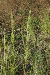 Artemisia commutata