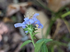 Symphyotrichum retroflexum