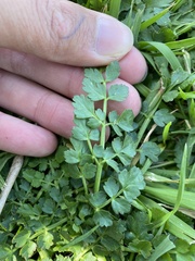 Oenanthe pimpinelloides