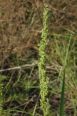 Artemisia commutata