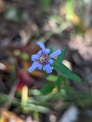 Symphyotrichum retroflexum