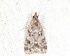 Eudonia heterosalis