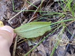 Symphyotrichum retroflexum