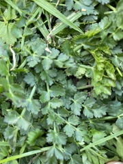 Oenanthe pimpinelloides