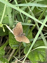 Nisoniades