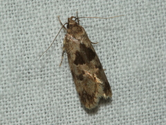 Barea melanodelta