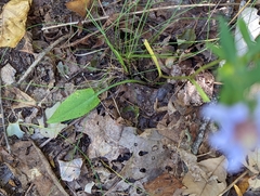 Symphyotrichum retroflexum