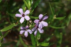 Billardiera cymosa