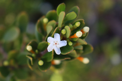 Alyxia buxifolia