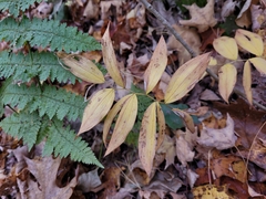 Uvularia sessilifolia