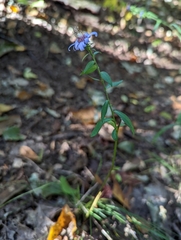 Symphyotrichum retroflexum
