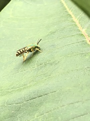 Agapostemon