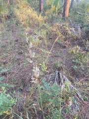 Sorghastrum secundum