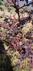 Berberis