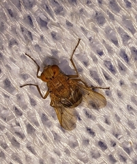 Ormia