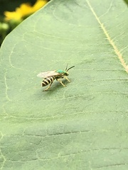 Agapostemon