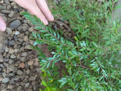 Phyllanthus myrtifolius