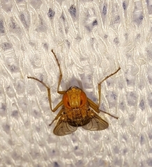 Ormia
