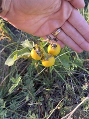 Solanum dimidiatum