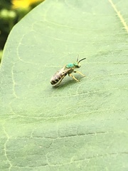 Agapostemon