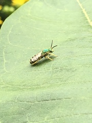 Agapostemon