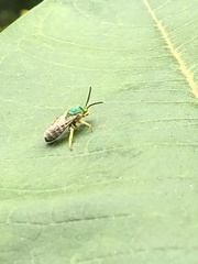 Agapostemon