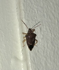 Cantheconidea cyanacantha