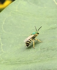 Agapostemon