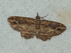 Chloroclystis filata