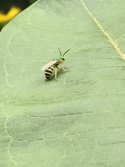 Agapostemon