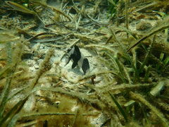 Pseudogoniistius nigripes