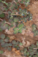 Acmispon heermannii heermannii