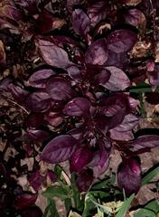 Alternanthera brasiliana