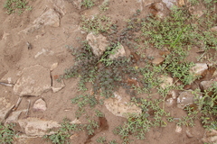 Acmispon heermannii heermannii
