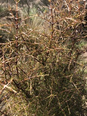 Coprosma rugosa
