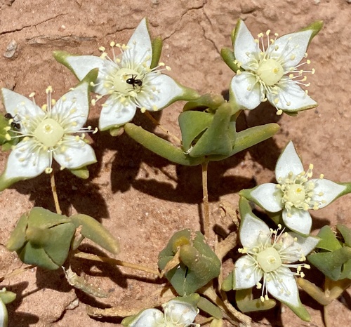 Gunniopsis rodwayi, 2022-09-10
