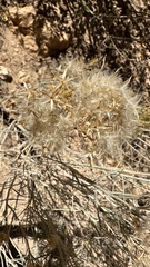 Baccharis sarothroides