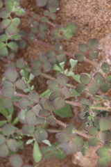 Acmispon heermannii heermannii