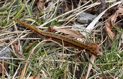Eurycea wilderae