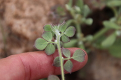 Acmispon heermannii heermannii