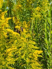 Nomia nortoni nortoni