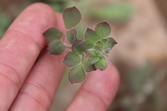 Acmispon heermannii heermannii