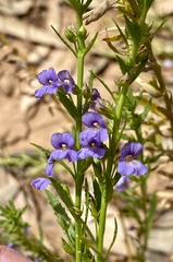 Stemodia viscosa