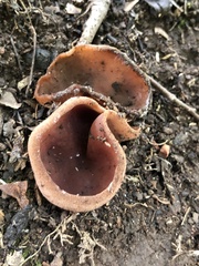 Phylloscypha phyllogena