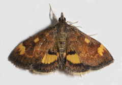 Pyrausta generosa