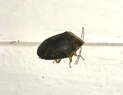 Coleotichus artensis