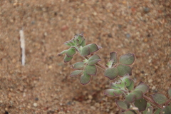 Acmispon heermannii heermannii